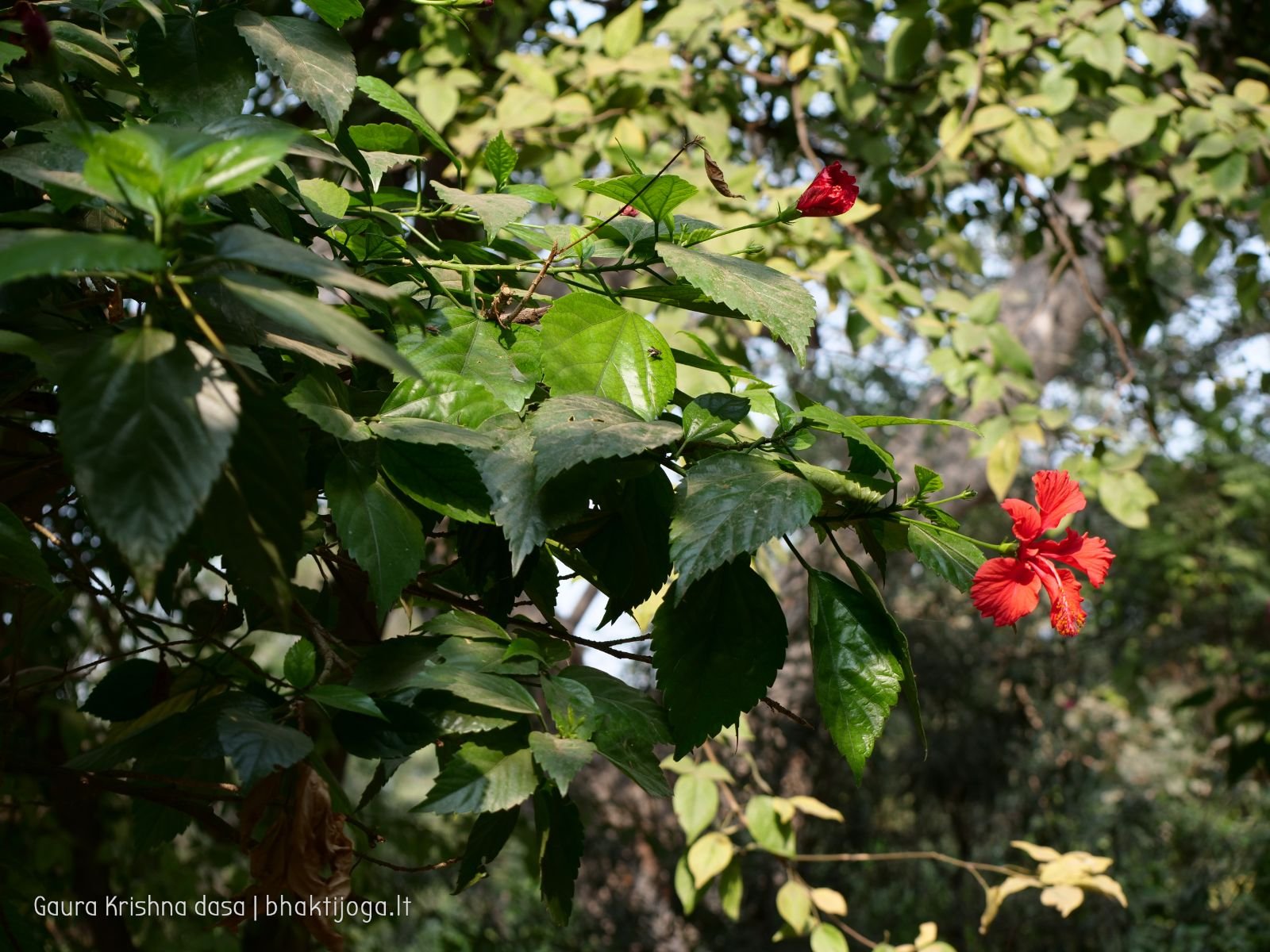  Varshana parikrama and preaching. 2019.12.10